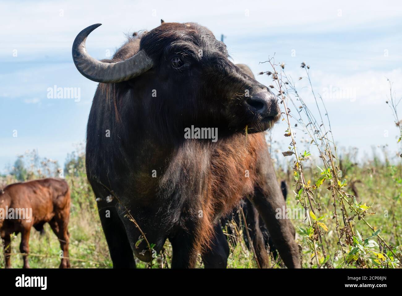 Buffalo manger de l'herbe dans le pâturage un jour d'été Banque D'Images