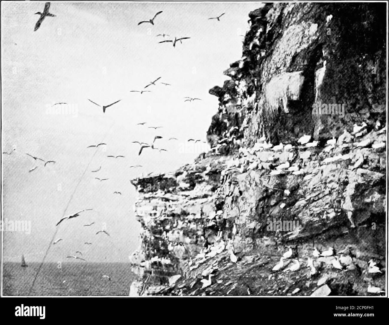 . Ailes sauvages; aventures d'un chasseur de caméra parmi les plus grands oiseaux sauvages d'Amérique du Nord sur la mer et la terre . Winkle de sa lumière— insaisissable et déconcertant en effet, car nous étions bloqués. La goélette de Thelarge que nous espérions avait fait un long voyage, et il n'y en avait pas d'autre. Un petit tugqui venait récemment de venir à Grand Entry était cassé et était indigne. Soit nous devons abandonner notre projet bien-aimé, soit aller dans un petit bateau de pêche ouvert, si, en effet, nous pouvions trouver un homme qui osait l'essayer. Les pêcheurs ont secoué la tête. TheRock se trouve en direction de Terre-Neuve-et-Labrador, à vingt-deux milles Banque D'Images