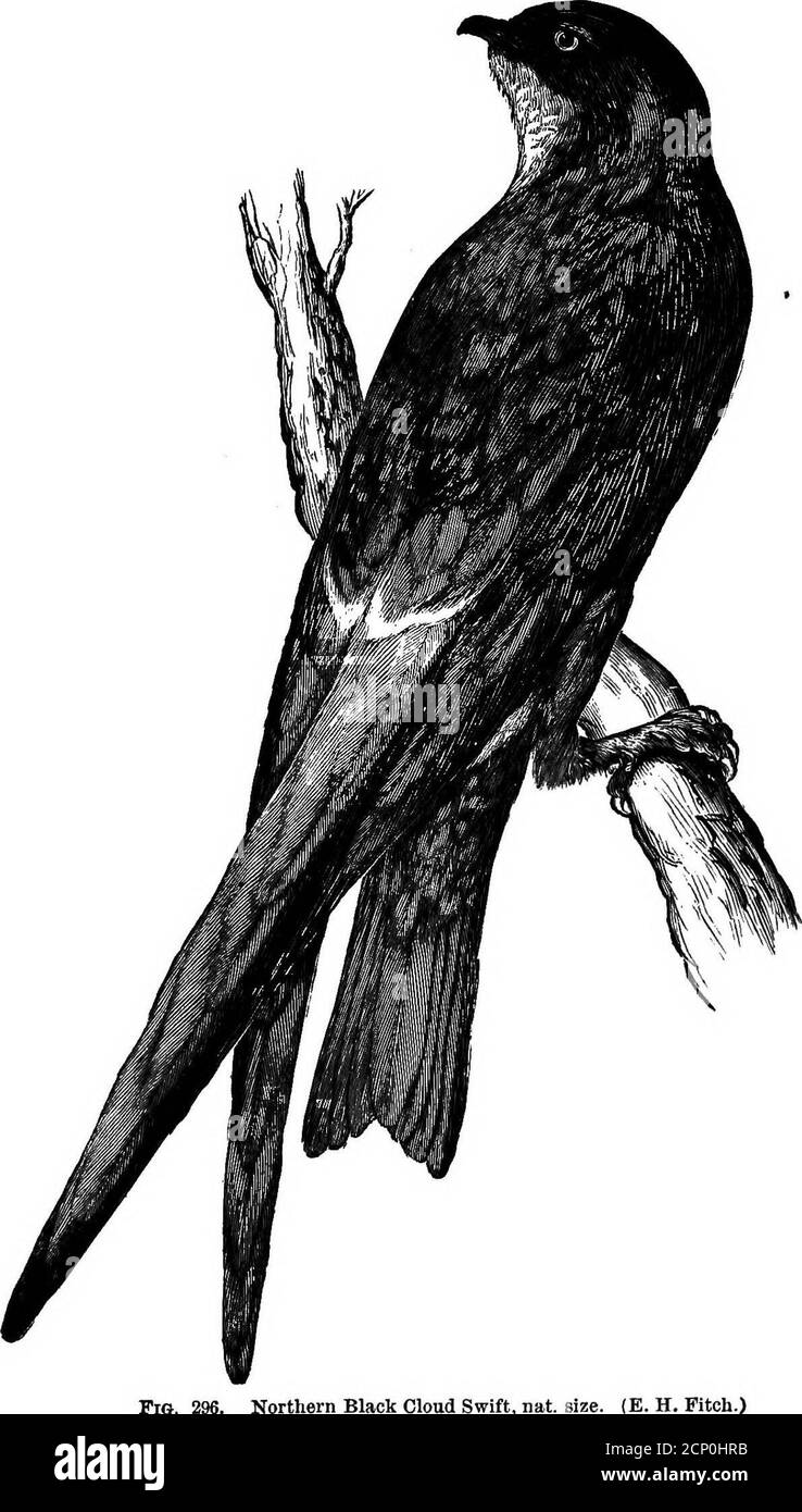 . La clé pour les oiseaux nord-américains. Contenant un compte rendu concis de toutes les espèces d'oiseaux vivants et fossiles à l'heure actuelle connues du continent au nord de la frontière mexicaine et des États-Unis, y compris le Groenland et la Basse-Californie, avec lesquelles sont incorporées l'ornithologie générale: Un aperçu de la structure et la classification des oiseaux; et l'ornithologie de champ, un manuel de collecte, de préparation et de conservation des oiseaux . rimaries avec grande tache blanche sur les tourbières, plus proche de la pointe de l'aile; primaires internes et tous les secondaires repérés dans les barres cassées. Queue noirâtre, avec cassé g Banque D'Images