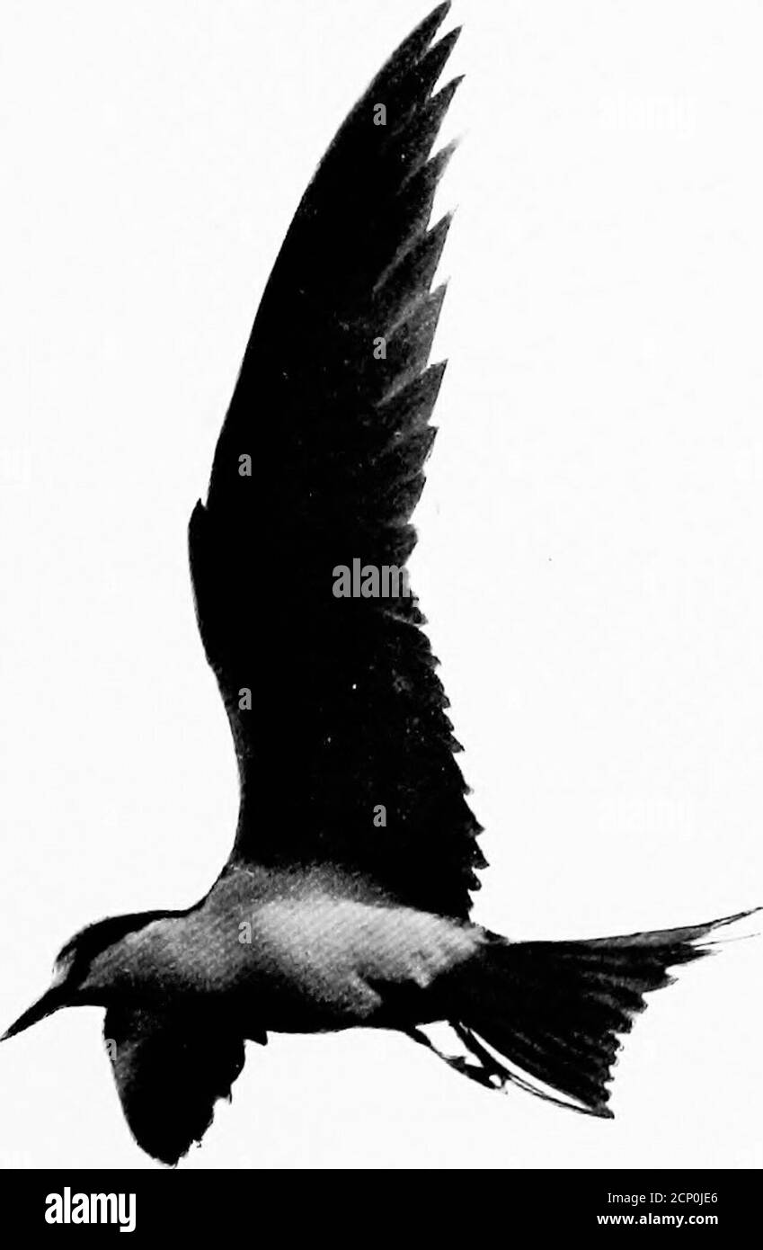 . Ailes sauvages; aventures d'un chasseur de caméra parmi les grands oiseaux sauvages de l'Amérique du Nord sur la mer et la terre . moi? Nous pourrions donc continuer, aussi longtemps que nous le souhaitons, à photographier Noddies — sur l'œuf, à côté de l'œuf, à la queue, le prettilyaloft coked, les copains caressant, regardant vers le bas ou vers le haut, la posture de croaking, de scotling, quand Noddy frappe l'attitude de la corbeau-ing de la mer, à côté de beaucoup d'autres poses. SUR LA CLÉ d'OISEAU SOLITAIRE 99 vraiment, il est difficile de dire quand arrêter cette photographie! Je suis sûr que si je devais rester sur Bird Key la saison animée, je devrais trouver quelque chose de nouveau à photographier tous les jours, très longtemps Banque D'Images