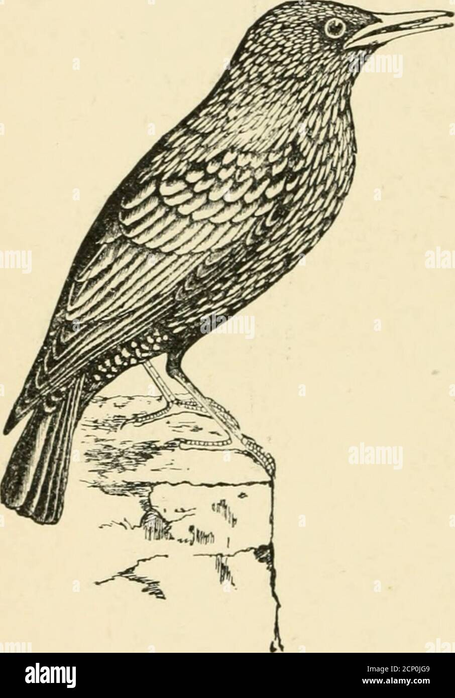 . Des oiseaux britanniques pour les cages et les volières; un hanbook relatif à tous les oiseaux britanniques qui peuvent être gardés en confinement .. . être grincés en considérant la quantité de bien qu'ils font par la destruction des myriades du larve du papa-long-jambes, si destructif dans les pâturages, où ils enterrent pendant plusieurs années et se nourrissent sur les racines de l'herbe, qu'ils tuent. Dans la maison le Starling est un animal très amusant, apprendre à parler et chanter de manière awondercomplètement précise.il est facilement élevé et gardé sur des oeufs fourmis, mag-gots, et des morceaux d'allgenres de la table.les variétés blanches et cinnamonne sont pas uncom-mon, et wh Banque D'Images