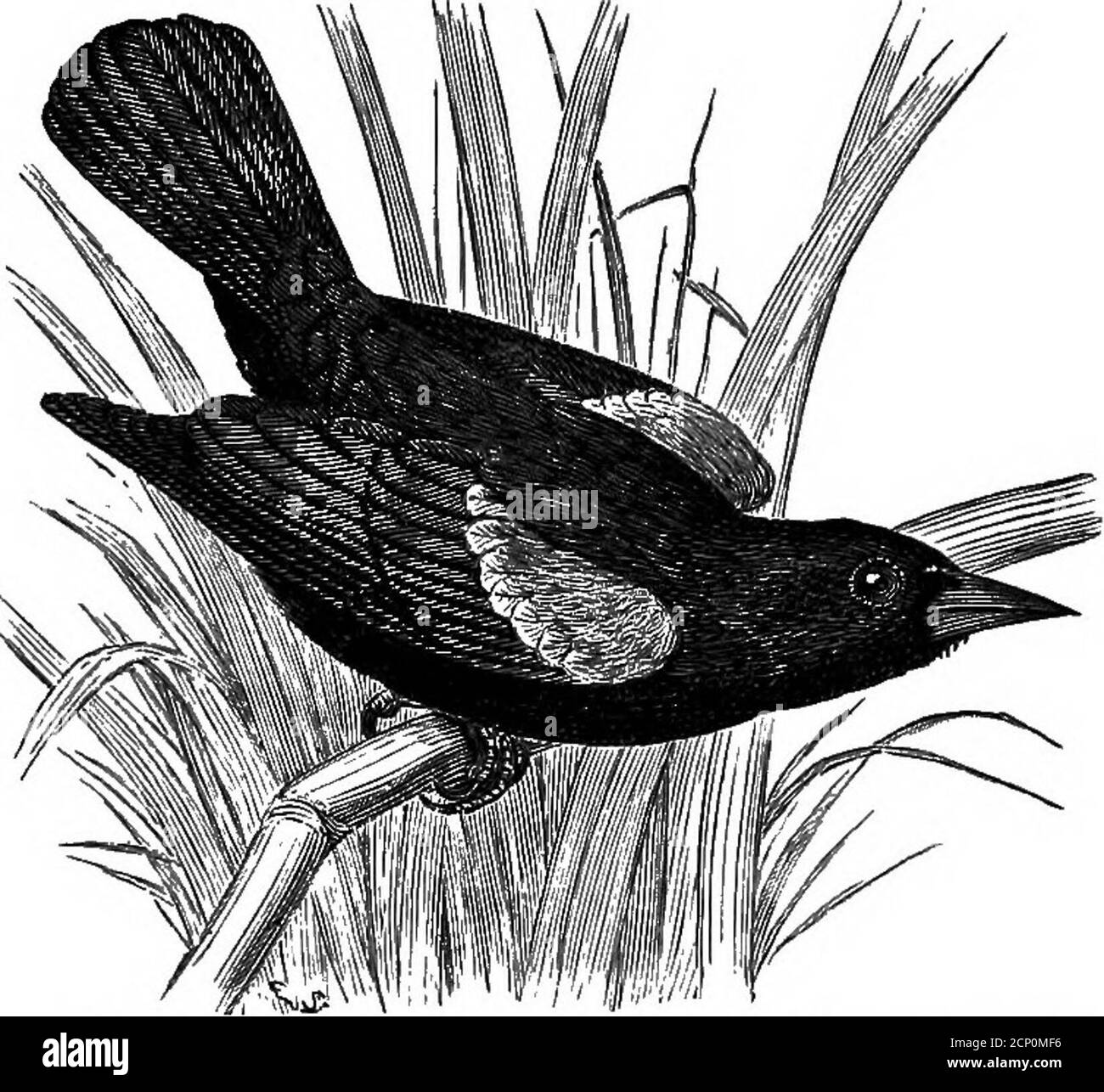 . La clé pour les oiseaux nord-américains. Contenant un compte rendu concis de toutes les espèces d'oiseaux vivants et fossiles à l'heure actuelle connues du continent au nord de la frontière mexicaine et des États-Unis, y compris le Groenland et la Basse-Californie, avec lesquelles sont incorporées l'ornithologie générale: Un aperçu de la structure et la classification des oiseaux; et l'ornithologie de champ, un manuel de la collecte, de la préparation et de la conservation des oiseaux . en train de dresser les plumes; la facture se tapant rapidement à un bout d'acutetip. Ailes pointues, mais 1ère primaire pas plus longue; habituellement 2d-4ème point d'entrée de l'aile. Taileven ou peu arrondi, de fea large Banque D'Images