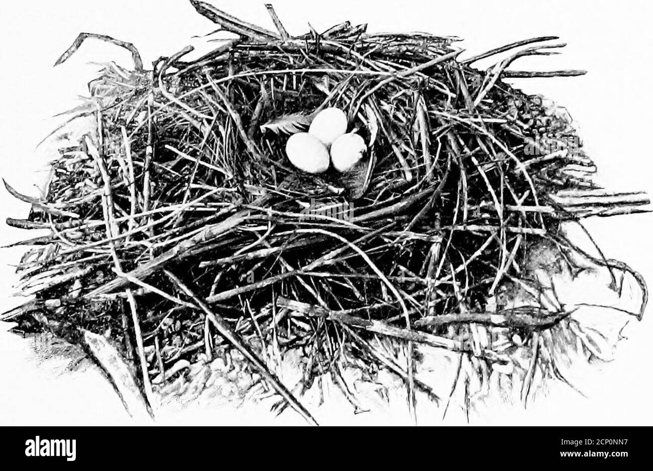 . Ailes sauvages; aventures d'un chasseur de caméra parmi les plus grands oiseaux sauvages d'Amérique du Nord sur la mer et la terre . ^ un oiseau plus méfiant, comme soonas il a un nid à protéger, devient l'un des plus tamoules et. Un PÉLICANS TYPIQUE NIENT la plupart des membres stolidés de sa race, la tendresse parentale sur-venant la nature sauvage de son instinct naturel. Ainsi, quand j'ai vu les pélicans, même avant que nous ayons ancré, quitter l'île et descendre sur la mer, j'ai été submergé de mistications bien enracinées. La cause a été rapidement faite plaine.les grands oeufs blancs étaient couchés, dispersés ou dans les andains, sur toute la surface du sable, certains d'entre eux enterrés sous Banque D'Images