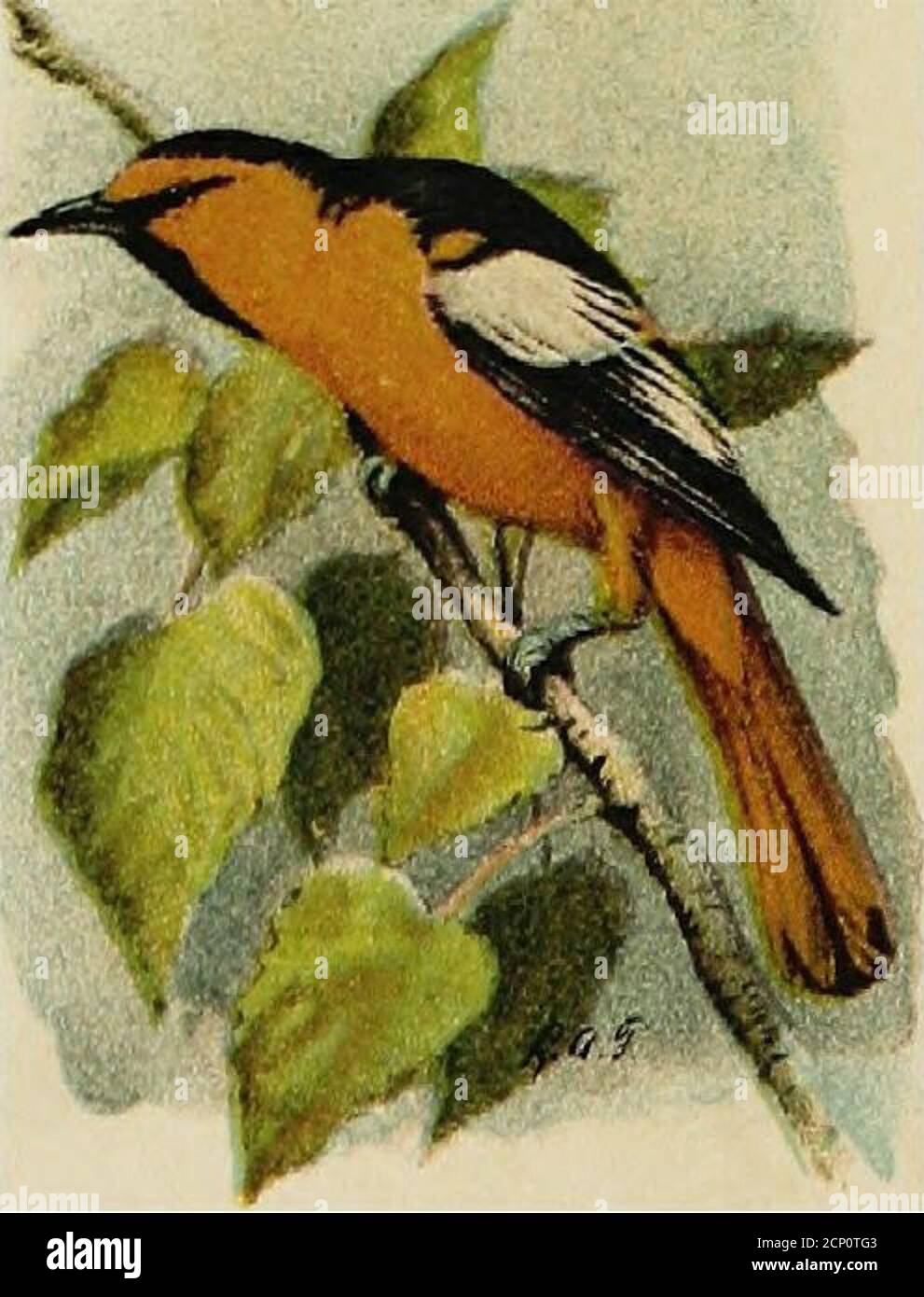 . Oiseaux communs de la ville et du pays . seulement cinq ou six mois. Ils se mettent à visiter les vergers, les jardins et les environs des bâtiments agricoles et vivent souvent dans des villages et des parcs urbains. Leur alimentation est en grande partie composée d'insectsqui infeste des vergers et des jardins. Quand les arbres fruitiers sont en fleur, ils sont constamment parmi les fleurs et sauve beaucoup d'entre eux la destruction des grenouelles. Dans l'alimentation des taureaux, les coléoptères orientaux s'élèvent à 35 % et presque tous sont nocifs. Beaucoup d'entre eux sont des charançons, dont un vit sur des acorns et d'autres noix.les Ants et les guêpes représentent 15 pour cent de l'alimentation. L'échelle d'olive noire wa Banque D'Images