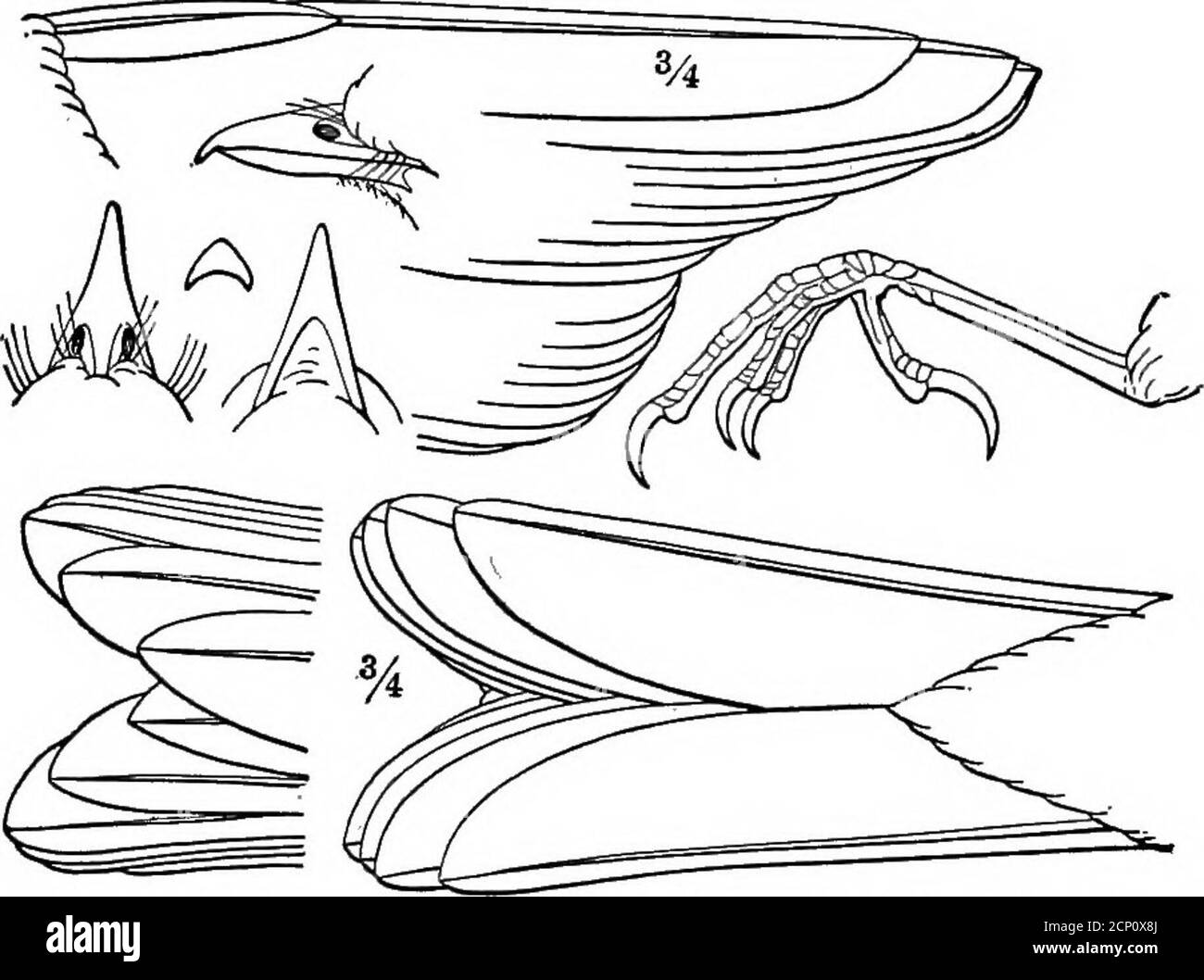 . La clé pour les oiseaux nord-américains. Contenant un compte rendu concis de toutes les espèces d'oiseaux vivants et fossiles à l'heure actuelle connues du continent au nord de la frontière mexicaine et des États-Unis, y compris le Groenland et la Basse-Californie, avec lesquelles sont incorporées l'ornithologie générale: Un aperçu de la structure et la classification des oiseaux; Et l'ornithologie de champ, un manuel de collecte, de préparation, et de conservation des oiseaux . e griffe intérieure tombant en dessous de la base du milieu.ailes de 10 primaires, le 1er fallacieux, la 3d environ aussi longtemps que le 6ème, le point de la Wingformé par la 3d, 4ème, et 5ème. Banque D'Images