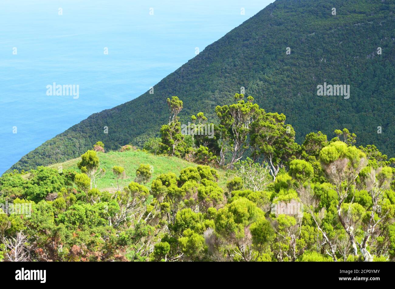 Forêt de Laurisilva dans l'île de Sao Jorge, archipel des Açores, Portugal Banque D'Images