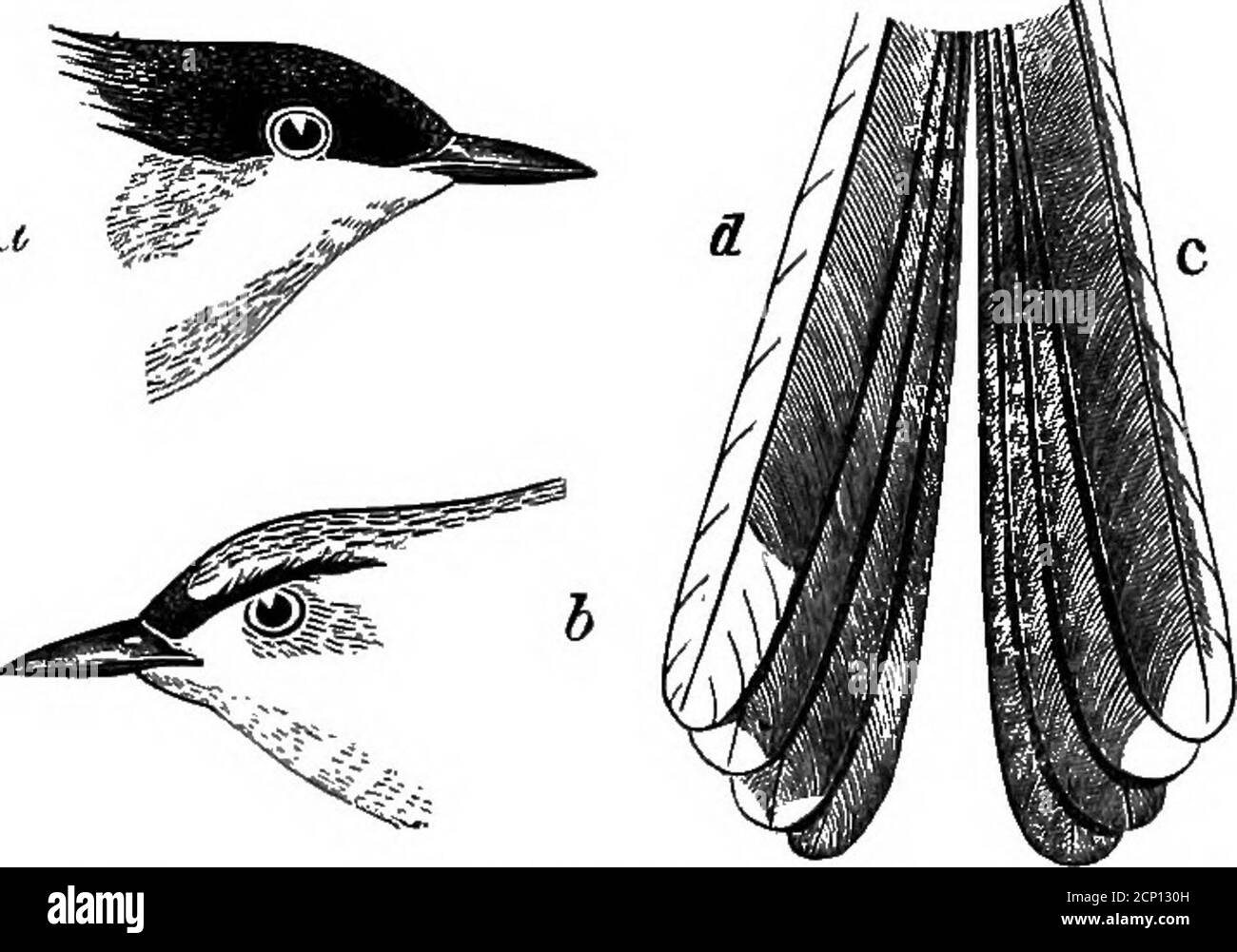 . La clé pour les oiseaux nord-américains. Contenant un compte rendu concis de toutes les espèces d'oiseaux vivants et fossiles à l'heure actuelle connues du continent au nord de la frontière mexicaine et des États-Unis, y compris le Groenland et la Basse-Californie, avec lesquelles sont incorporées l'ornithologie générale: Un aperçu de la structure et la classification des oiseaux; et l'ornithologie de terrain, un manuel de collecte, de préparation et de conservation des oiseaux . ; bande extérieure de la bande extérieure fe,plume seulement bordées de blanc, au lieu de entièrement blanc;pointe de la bande intérieure, avec pointe de la plume suivante, blanc pour un espace très léger ; pas de blanc sur le Banque D'Images