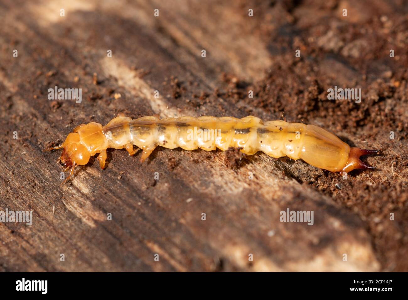 La larve de cardinal à tête noire (Pyrochroma coccinea), une larve saprophytique aplatie trouvée dans le bois en décomposition, au Royaume-Uni Banque D'Images