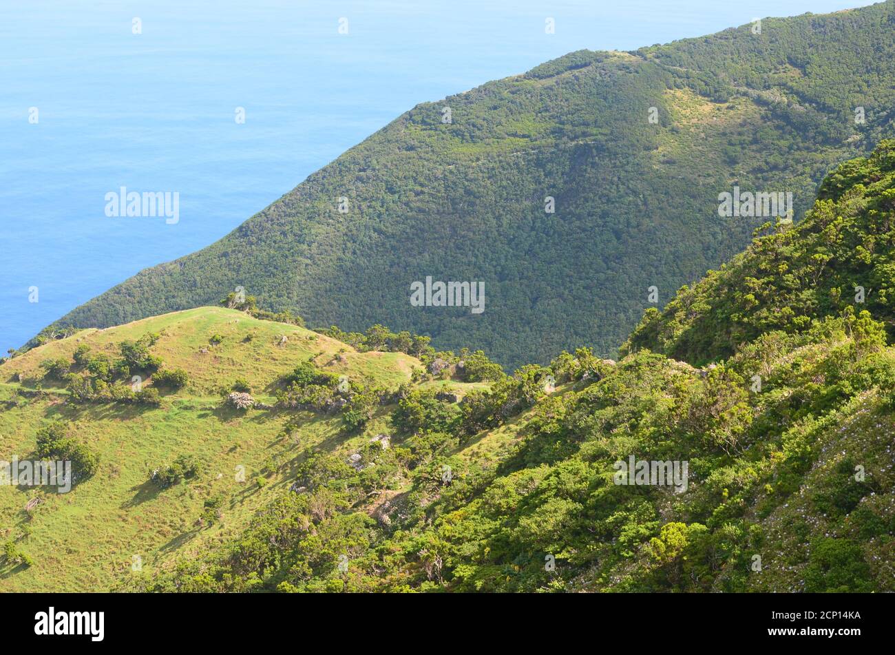 Forêt de Laurisilva dans l'île de Sao Jorge, archipel des Açores, Portugal Banque D'Images