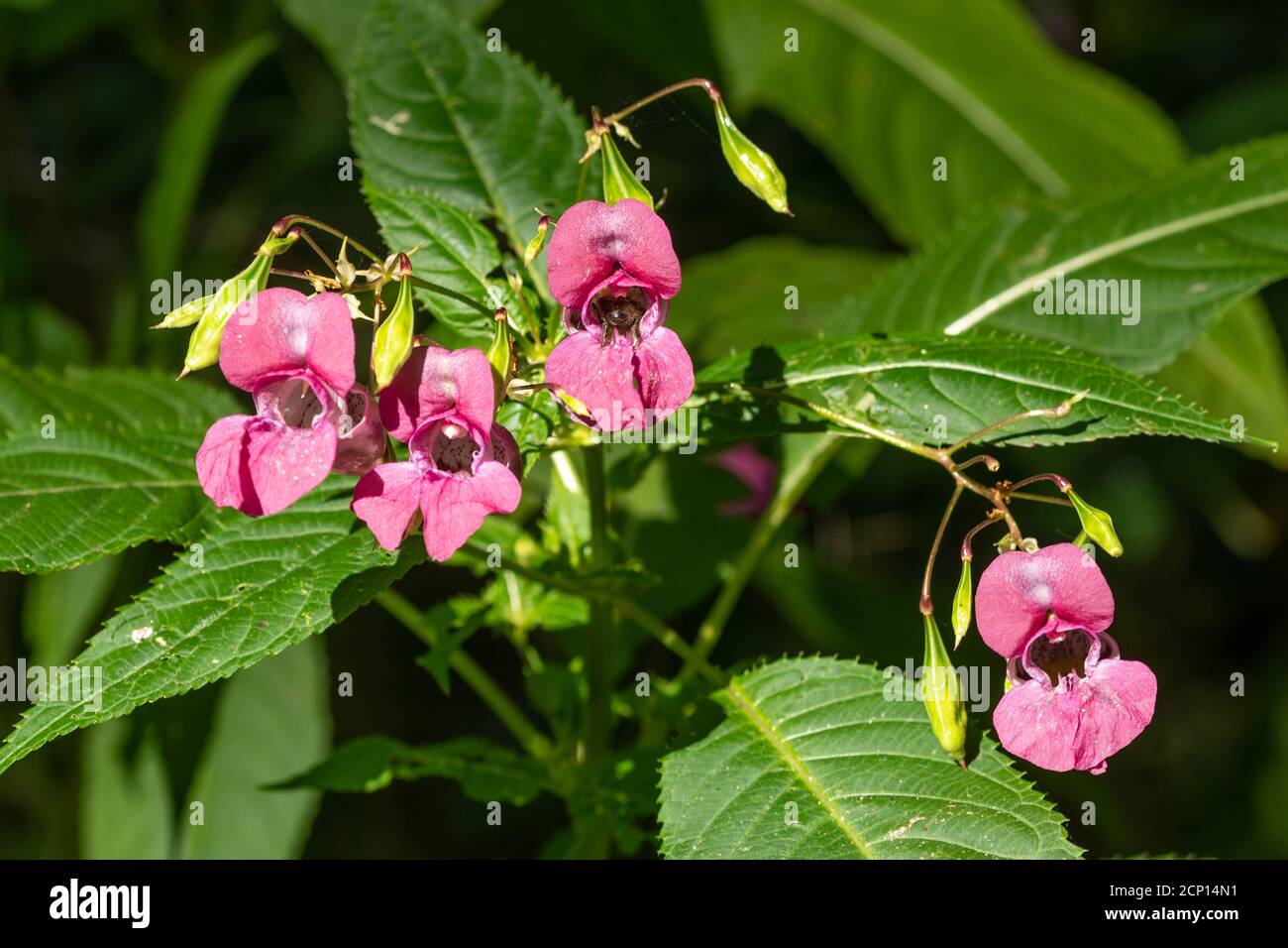 Fleurs de baumes himalayens (Impatiens glandulifera), une plante envahissante ou une espèce de mauvaises herbes, Royaume-Uni Banque D'Images