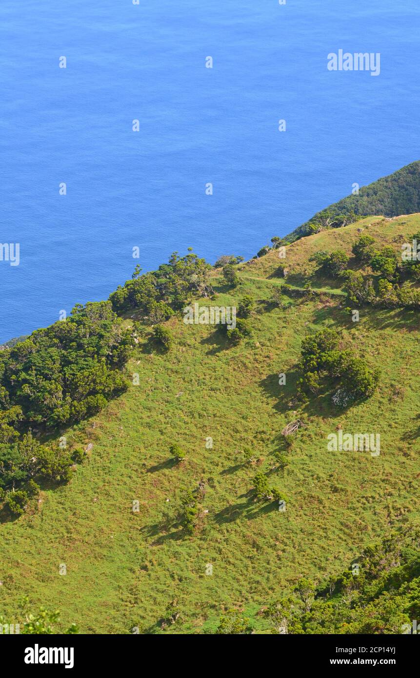 Forêt de Laurisilva dans l'île de Sao Jorge, archipel des Açores, Portugal Banque D'Images