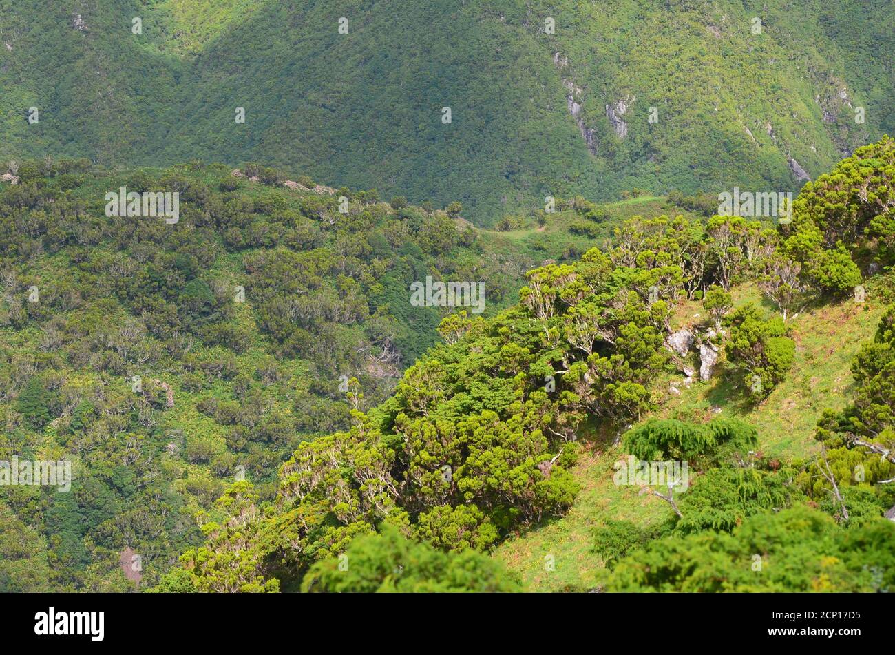 Forêt de Laurisilva dans l'île de Sao Jorge, archipel des Açores, Portugal Banque D'Images