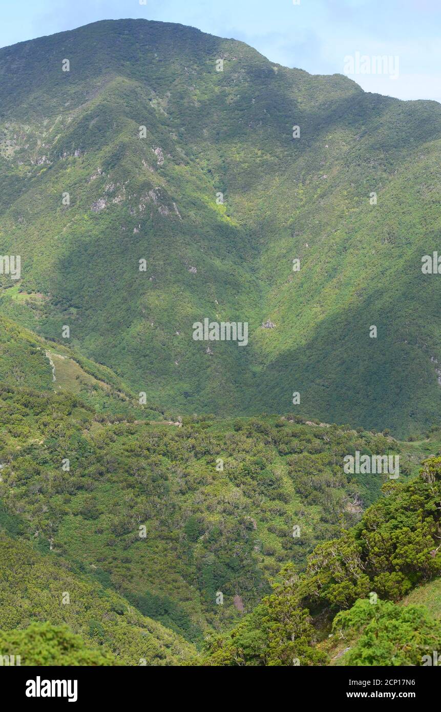 Forêt de Laurisilva dans l'île de Sao Jorge, archipel des Açores, Portugal Banque D'Images