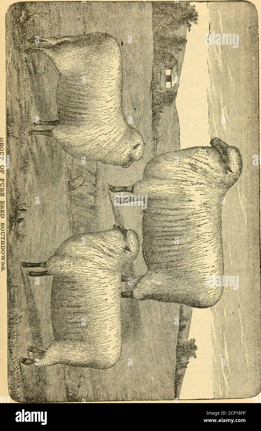 . Élevage de moutons et culture de la laine en Virginie . L'aie des États-Unis a conseillé de ne pas s'aventurer; car, si la taille est trop augmenté, ils ne sont pas susceptibles de bien prospérer, car ils sont adaptés à des passés difficiles et à des herbage courts. Les éleveurs qui réussissent cherchent toujours à assurer une uniformité de caractère dans leurs troupeaux, et c'est alors que les brebis se ressemblent presque comme deux petits pois. Il est dit que Southdown mutton commande un prix plus élevé que n'importe quel autre type anglais. La race est certainement l'une des plus anciennes et les plus pures des classes de mouton, et est incontestablement inexcellée. Il existe une rivalité entre ces deux pays Banque D'Images