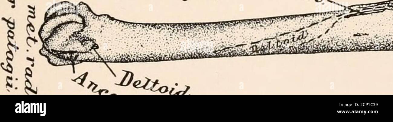 . La myologie du corbeau (Corvus corax sinuatus.) Un guide pour l'étude du système musculaire chez les oiseaux . &lt;N 8 &lt;5 .*s. ~~«* -2V*?tf. * ^^ -^y. .^^^ ^5sr &gt;;r«4L -.,• }^XJ&-** •- ****~ *• -• • V- v^ ^t*^. %, Banque D'Images