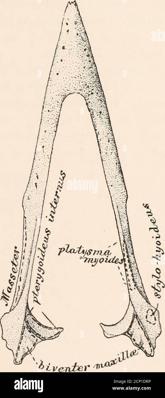 . La myologie du corbeau (Corvus corax sinuatus.) Un guide pour l'étude du système musculaire chez les oiseaux . côtés. La partie médiane de cette strate musculaire extrêmement atténuée est très 22 LE MYOLOGY DU CORBEAU. Difficile à tracer à fond dans les échantillons plus jeunes de Ravens, et il admet de notre voir les structures de soubatement à travers elle. Les fibres délicates de theplatysma myoides la supertendent, tandis que son fasciculifimélange antérieur avec ceux du mylo-hyoideus. Selon Mivart, chez les oiseaux et les reptiles, le di-gastrique descend de la partie de l'obstacle du crâne jusqu'à l'extrémité postérieure du m Banque D'Images