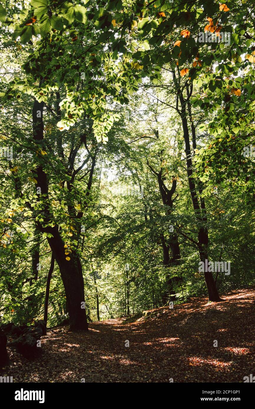 Forêt de Teutoburg autour de l'Externsteine à Horn-Bad Meinberg, Rhénanie-du-Nord-Westphalie, Allemagne Banque D'Images