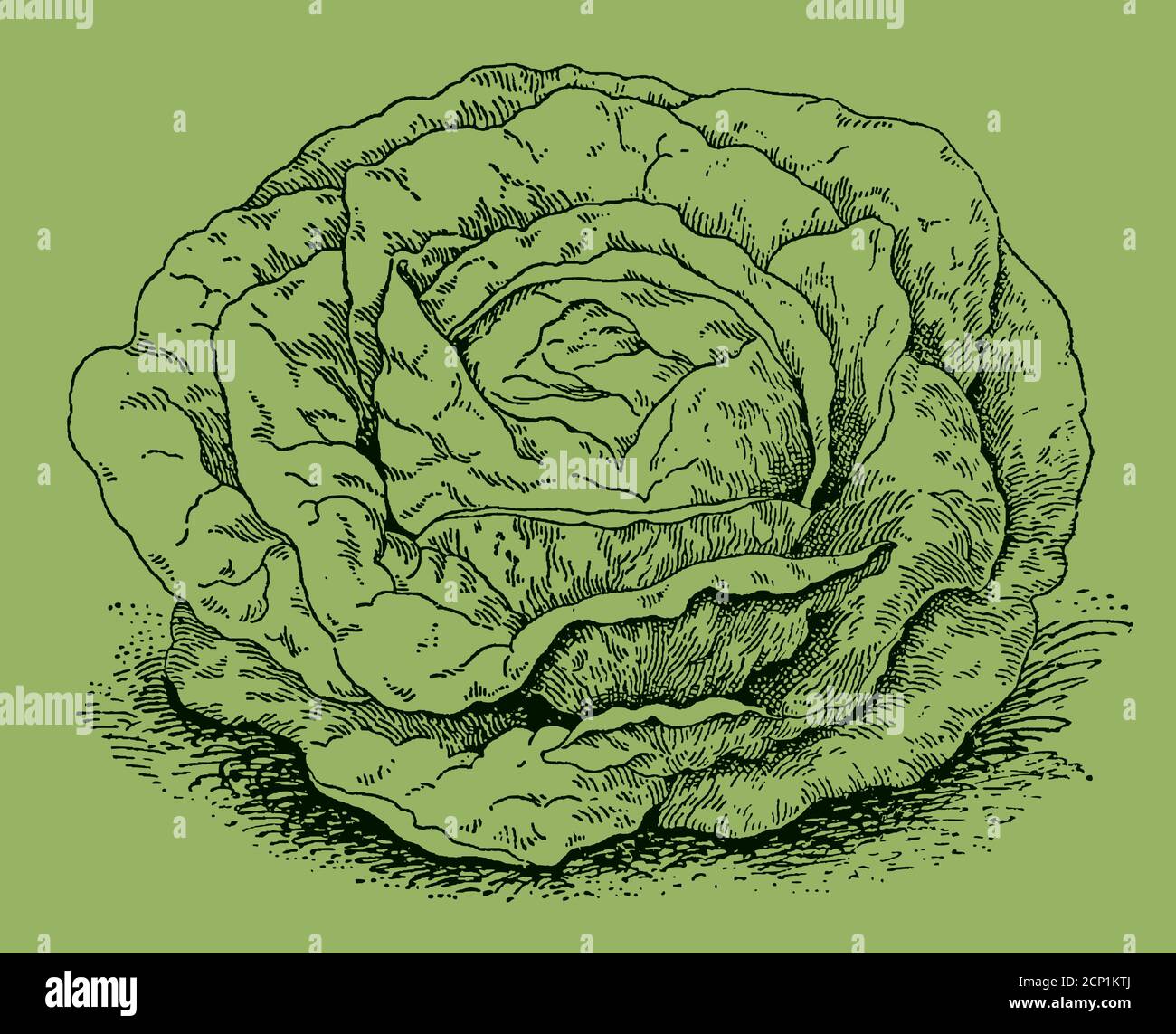 Laitue de tête, isolée sur fond vert. Illustration après une gravure antique du XIXe siècle Illustration de Vecteur