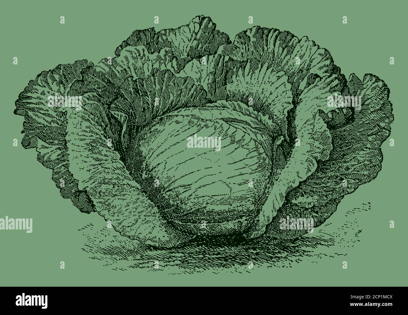 Variété de chou plat tardif, isolée sur fond vert. Illustration après une gravure antique du XIXe siècle Illustration de Vecteur