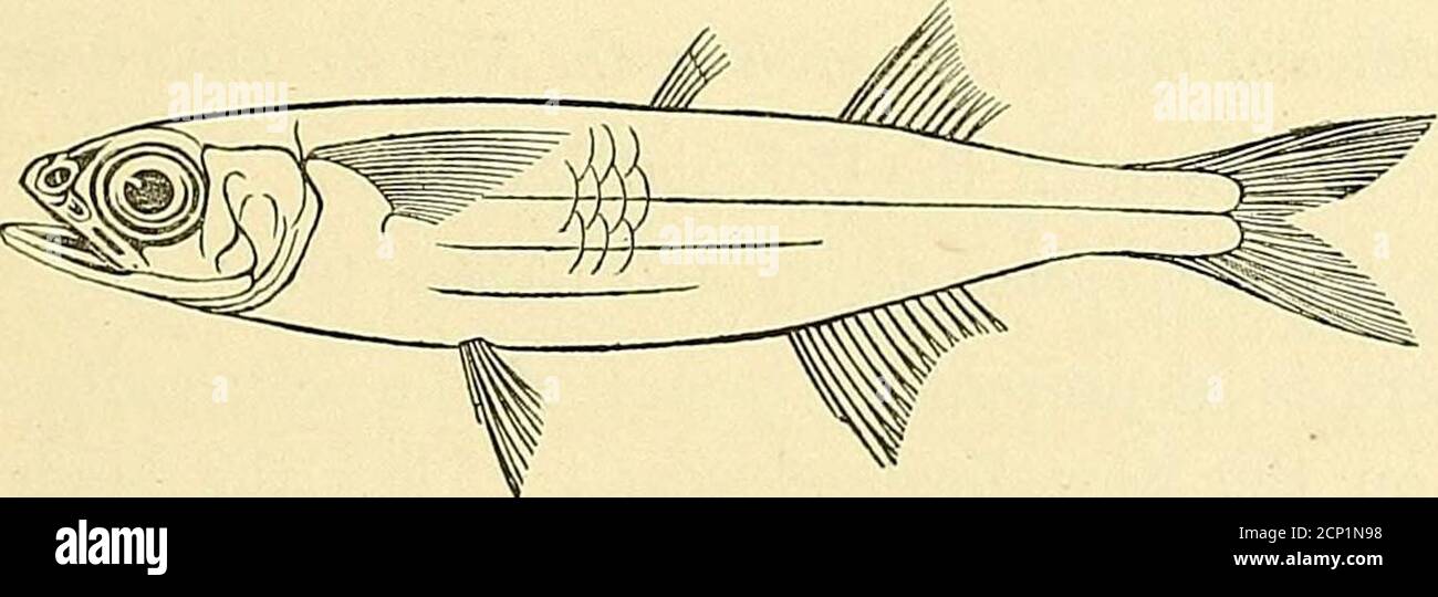 . Transactions et actes de l'Institut de la Nouvelle-Zélande . brightsilver, les bandes noir—pas brun, comme l'a déclaré le Dr Giinther ; les thésolores sont toutefois devenus beaucoup plus légers depuis que le poisson a été placé inspirations. Un autre spécimen plus grand, obtenu à Port Jackson, Australie isin le Colonial Museum ; ses couleurs sont les mêmes que celles du spécimen de Nouvelle-Zélande, mais pas tout à fait aussi brillant, probablement de son ayant beenlonger préservé. La nourriture de cette espèce semble être composée presque entu^ely ofDiatomées. Atherina pinguis, Lacep. Lacep. V., p. 372, pi. 11, fig. 1; Giinth. In., p. 399. D. Banque D'Images