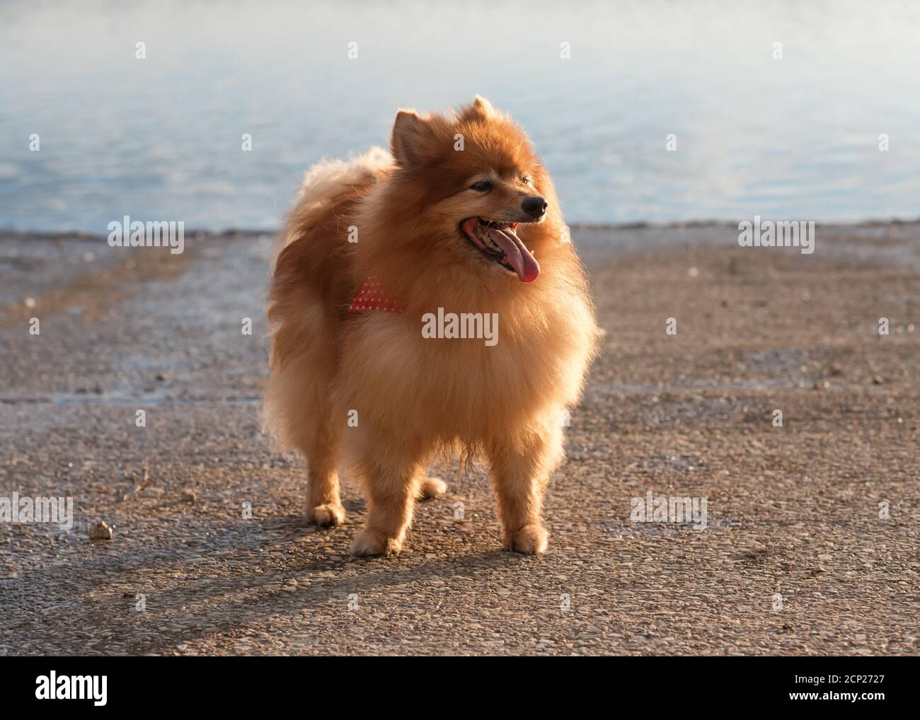 Spitz rouge Pomeranian debout sur le bord du lac Banque D'Images