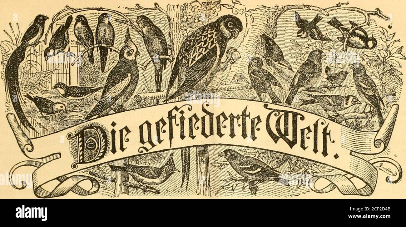 Die Gefiederte Welt Li Entree Sejd A 3u Bejieljeu Bind Alte I Iud L Anbluiigcii Luie