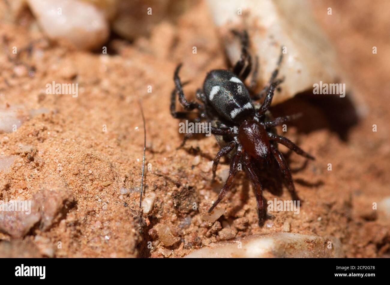 Araignée noire et rouge (Poecilochroma sp.) qui se présente sur une autre araignée. Abdomen noir