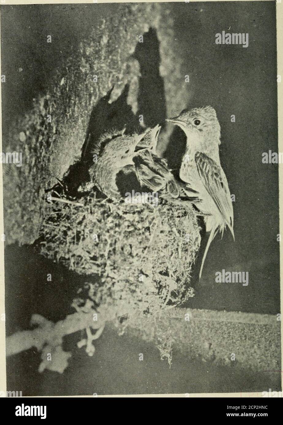 . Études de caméras d'oiseaux sauvages dans leurs maisons . Cochon. 45. NID ET ŒUFS DE PHOEBE. Il s'agit du même nid que celui illustré sur la Fig. 44. Deux miroirs ont été utilisés—l'un pour refléter la lumière du soleil et l'autre au-dessus du nid tochoiv les oeufs. 56. Fig. 46. PHOEBE ET SA FAMILLE. Prise juste après l'alimentation, par la lumière du soleil réfléchie. L'alimentation réelle a toujours été fait ichite l'oiseau icas planant et loastoo rapide à être photographié en 1-100 d'une seconde. Du nid regardant la lumière extraordinaire qui glissait de la banque, mais je n'ai pas pu obtenir une photo satisfaisante de son alimentation en fait les petits. En fait, la mousse Banque D'Images . Études de caméras d'oiseaux sauvages dans leurs maisons . Cochon. 45. NID ET ŒUFS DE PHOEBE. Il s'agit du même nid que celui illustré sur la Fig. 44. Deux miroirs ont été utilisés—l'un pour refléter la lumière du soleil et l'autre au-dessus du nid tochoiv les oeufs. 56. Fig. 46. PHOEBE ET SA FAMILLE. Prise juste après l'alimentation, par la lumière du soleil réfléchie. L'alimentation réelle a toujours été fait ichite l'oiseau icas planant et loastoo rapide à être photographié en 1-100 d'une seconde. Du nid regardant la lumière extraordinaire qui glissait de la banque, mais je n'ai pas pu obtenir une photo satisfaisante de son alimentation en fait les petits. En fait, la mousse Banque D'Images