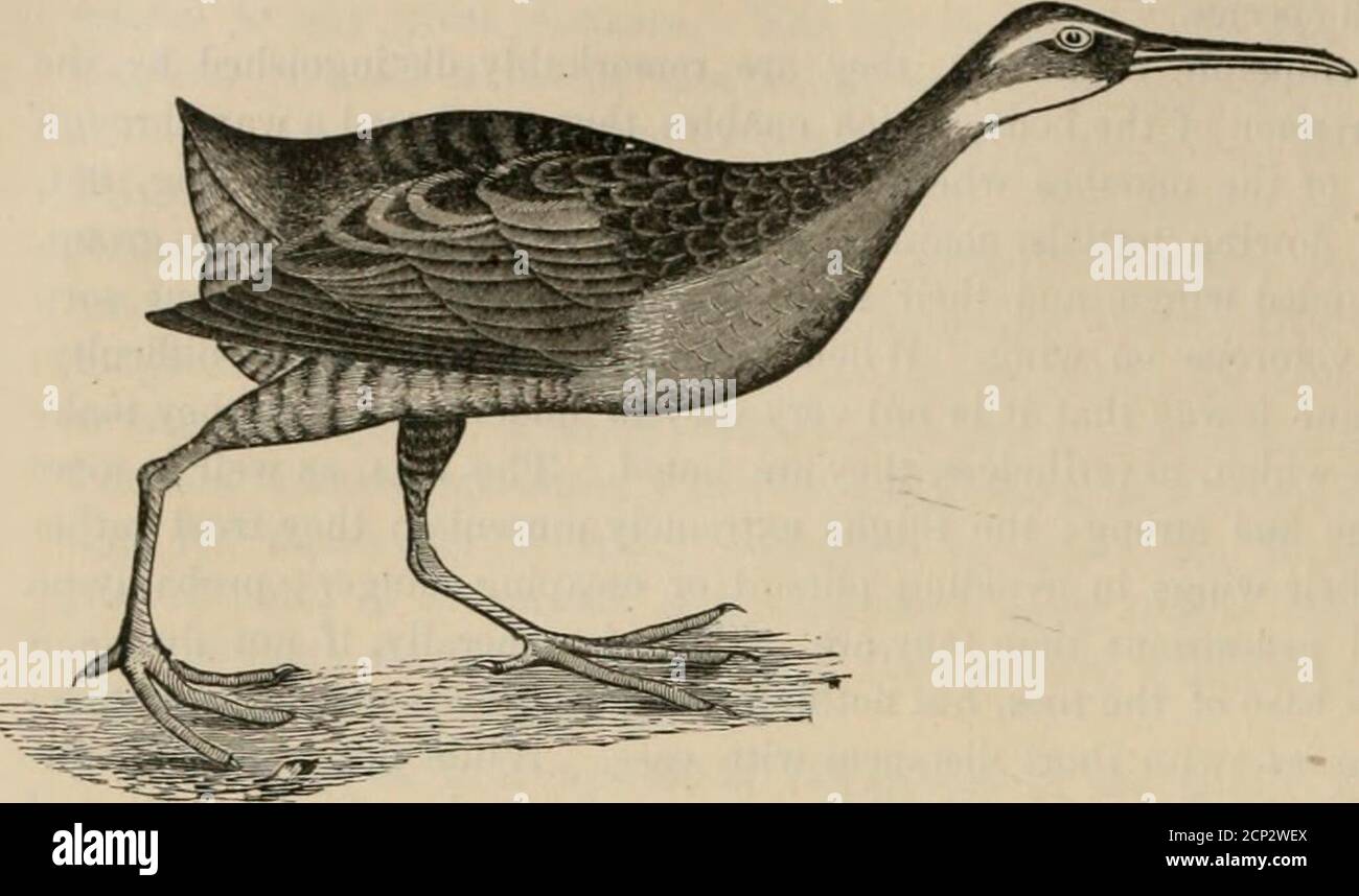 . La clé pour les oiseaux nord-américains. Contenant un compte rendu concis de toutes les espèces d'oiseaux vivants et fossiles à l'heure actuelle connues du continent au nord de la frontière mexicaine et des États-Unis, y compris le Groenland et le bas de la Californie, avec lesquelles sont incorporés ornithologie générale: Un aperçu de la structure et de la classification des oiseaux; Et Field ornithologie, un manuel de la collecte, de la préparation et de la conservation des oiseaux . satatus 675Flanks dusky, avec de larges barres blanches. Ci-dessus, variégé avec brun olive et noirâtre; ailes-couvre tout à fait châtaignier; ci-dessous, riche rufous ekgans 67G petit: Longueur inférieure à 12 Banque D'Images