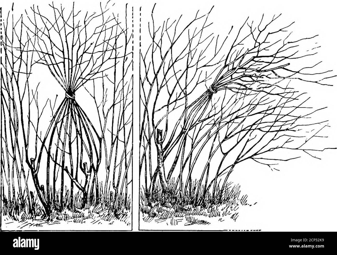 . Comment attirer des oiseaux sauvages sur la maison . Les couvres de grange nichaient sous le porche de M. Geo P. Dominick, Jr.s Accueil 26 tourbillons que les oiseaux recherchent lors de la construction de nids. Ce simple expédient n'a pas besoin de s'arrêter à une propre ligne de limite, mais peut être fait à proximité de la sous-croissance de bord de route, ce qui résulte en l'augmentation aigue dans les oiseaux sur ceux à la maison. Si nous protégeons les oiseaux nicheurs du sol, comme les boliens, les larves de prairie et les cailles, l'herbe dans le champ de nidification ne devrait pas être coupée pendant la saison de reproduction. Les buissons attachés pour fournir des emplacements de nidification l'épinette blanche, l'épinette de Douglas, le pin de Scotch et les cèdres offrent d'excellents emplacements de nidification. Banque D'Images