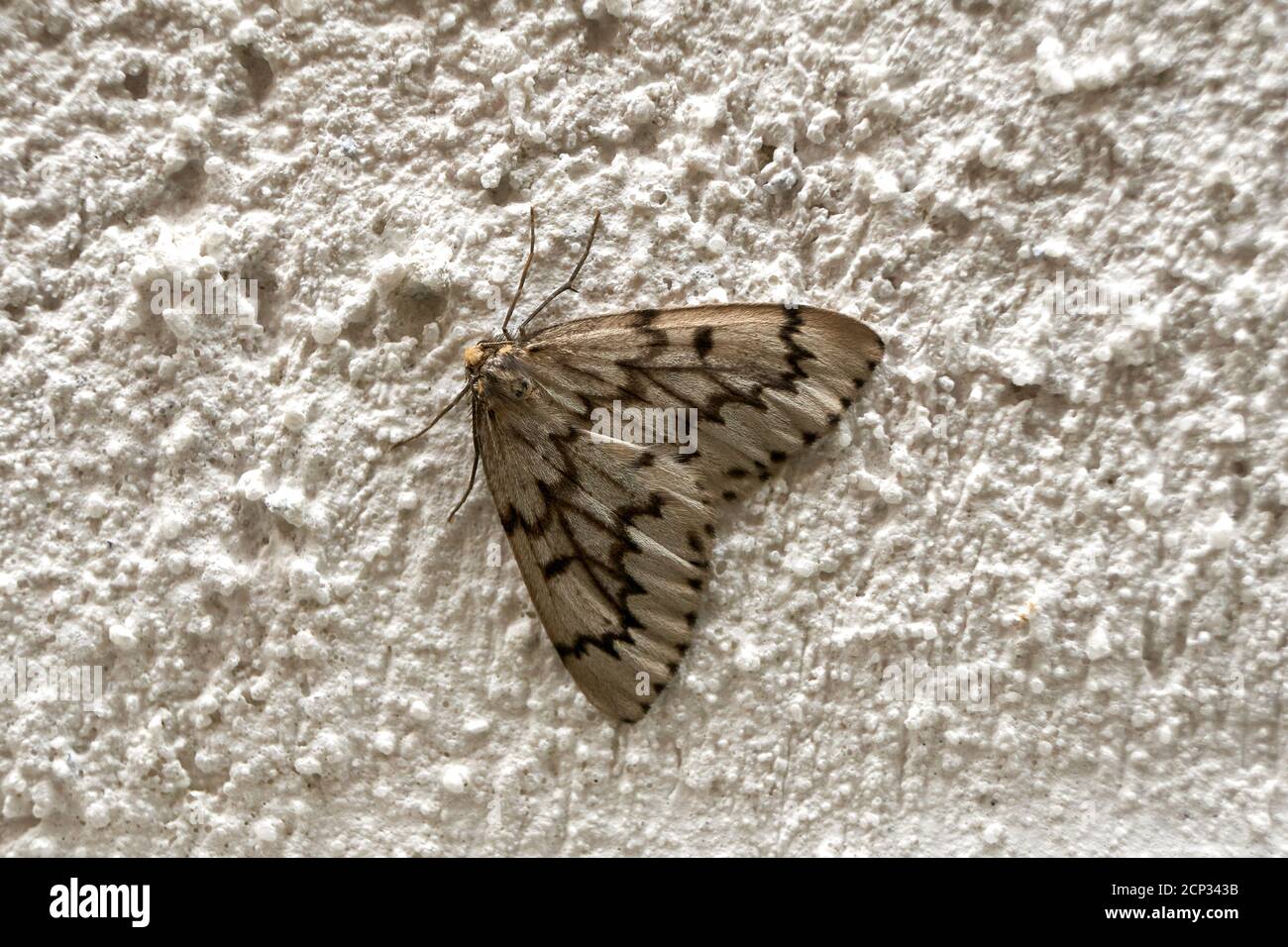 Gros plan d'une fausse Moth de Hemlock Looper (Nepytia canosaria) reposant sur le mur en stuc blanc d'une maison, Vancouver (Colombie-Britannique), Canada Banque D'Images