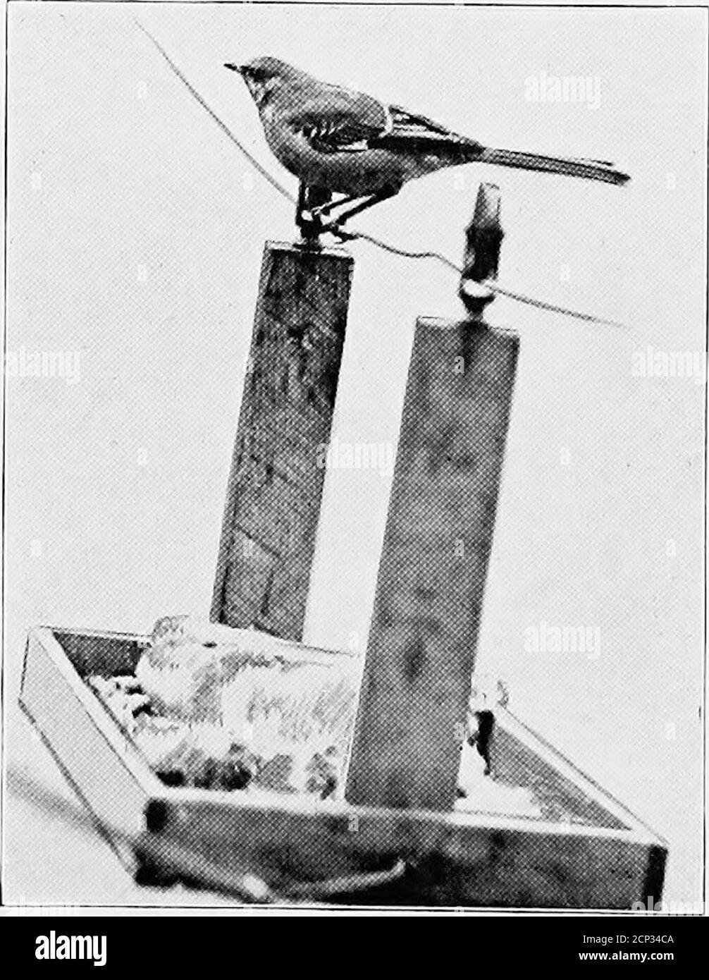 . Comment attirer des oiseaux sauvages sur la maison . Juncos à l'étagère de la fenêtre, Tret de Noël à motif oiseaux. Mocking Bird sur le comptoir suspendu de déjeuner, janvier 15th12 plancher de bois s'étend un pied à l'extérieur du bâtiment, afifordingample espace pour divertir de nombreux oiseaux à la fois. Banque D'Images