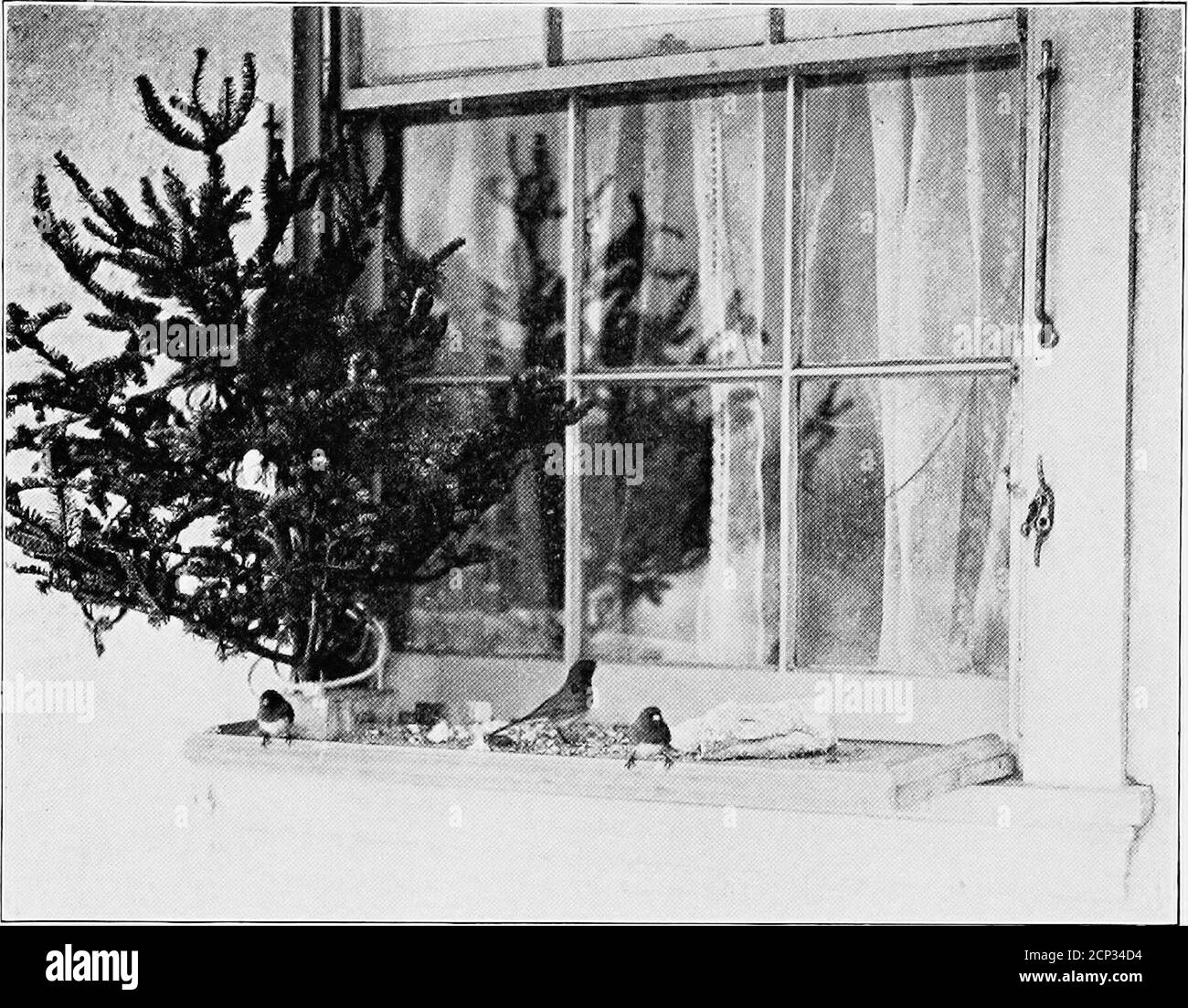. Comment attirer les oiseaux sauvages au sujet de la maison . fenêtre, s'étendant dans la pièce environ tweh-e pouces. Le 11. Juncos à l'étagère de la fenêtre, Tret de Noël à motif oiseaux Banque D'Images