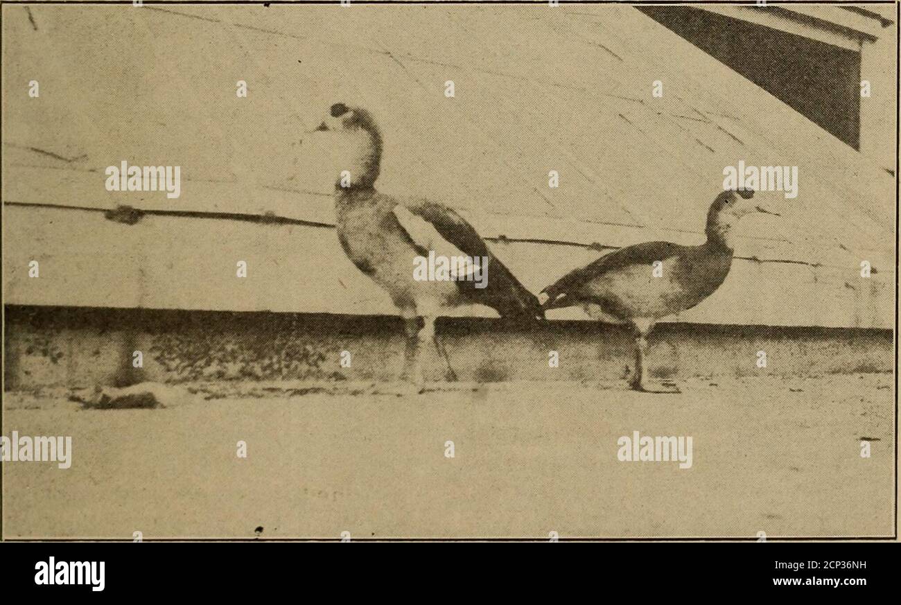 . L'Oölogiste pour l'élève des oiseaux, de leurs nids et de leurs oeufs . Indian Bar-dirigé American Lesser Snow et European Pink-footedGeese sur les éditeurs Homei place.—photo de Lizzie Lynch. Oies africaines du Nil sur la page d'accueil des éditeurs.—photo de Lizzie Lyncli. 118 LA volaille sauvage OOLOGIST a traversé pendant des jours de séraljours jusqu'à ce que finalement le temps se clicredp vers le 10 novembre. Pour les dix jours centraux de Novem-ber le temps était bon et les smnmerbirds sortirent de se cacher mais après novembre les tempêtes sont venues à nouveau.les canards de dispersion ont commencé vers le sud contre et le 29 novembre, j'ai vu mon sapin-^troupeau de Juncos, qui toujours Banque D'Images