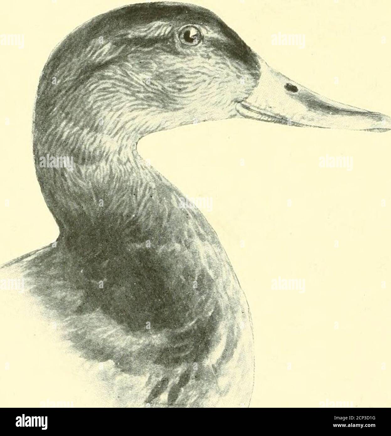 La Chasse Et La Peche En Floride Y Compris Une Cle Pour Les Oiseaux Aquatiques Connus Pour Se Produire Dans L Etat Bscura Gmel Canard Noir Canard Boiteux Tete Et Cou