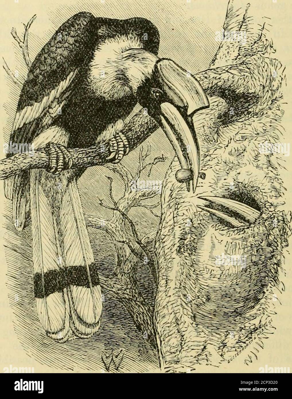 . Un dictionnaire des oiseaux . le genre Tycoccus et ses alliés. Dans l'ensemble, les Hornbills, dont plus de 60 espèces ont été décrites, forment un groupe très naturel et, à certains égards, un isolatedgroup, placé par le professeur Huxley parmi ses CoccygomorphEe. Il a ^ le bruit fait par les ailes de certaines des grandes espèces dans leur vol, comparé par M. Wallace, dans un article admirable sur la famille {Intelectualobserver, 1863, pp. 310 et seqq.), à la puffrage d'une locomotive à vapeur-moteur wheten commençant par un train, et peut être entendu un mile de loin. 436 HORNBILL a été suggéré qu'ils ont une certaine affinité avec Banque D'Images