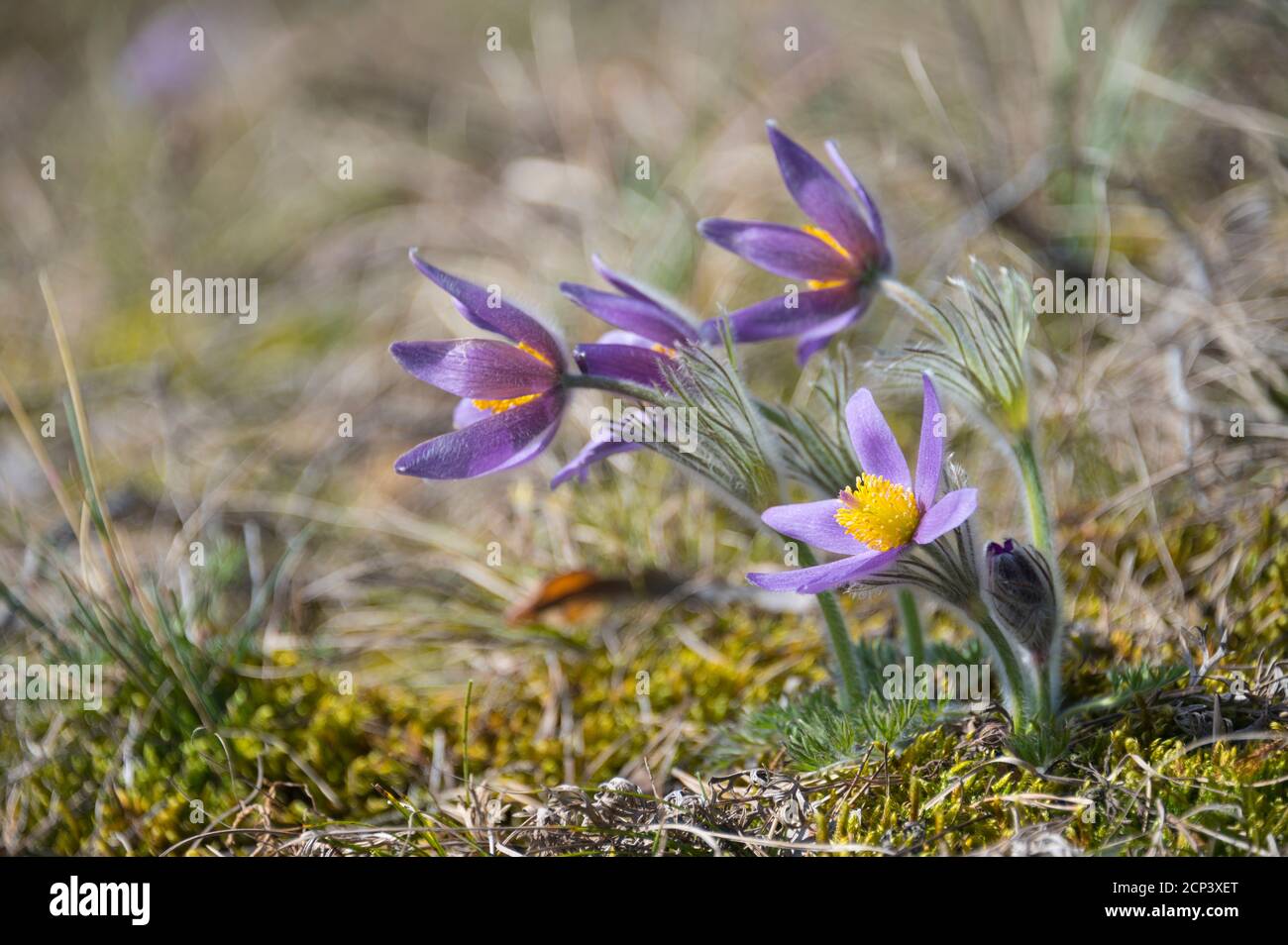 Pasque Flower, Pulsatilla vulgaris, floraison, printemps Banque D'Images