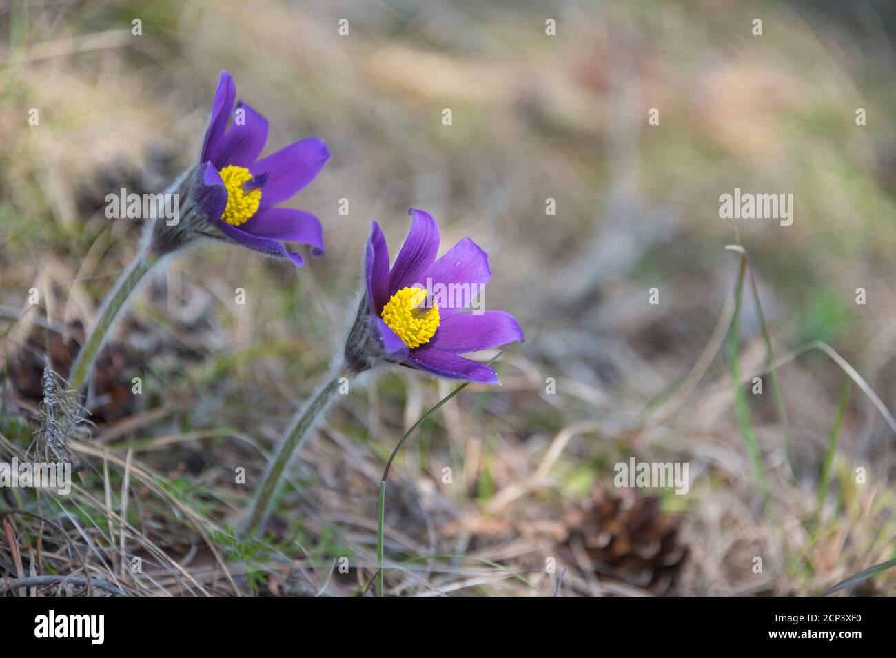 Pasque Flower, Pulsatilla vulgaris, floraison, printemps Banque D'Images