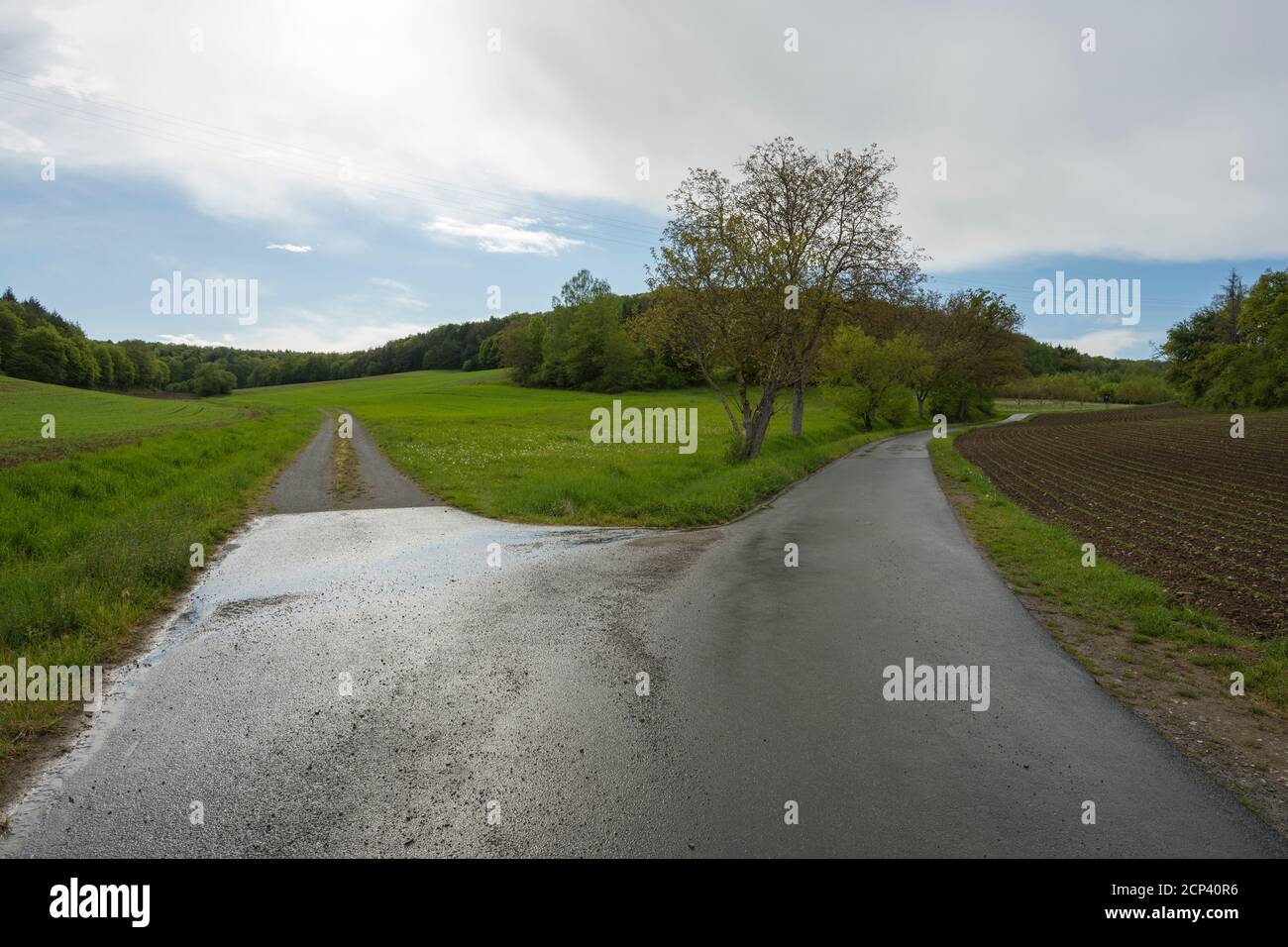Fourche dans la route, prairie de pluie, champ, arbre, Marktheidenfeld, Basse-Franconie, Bavière, Allemagne Banque D'Images