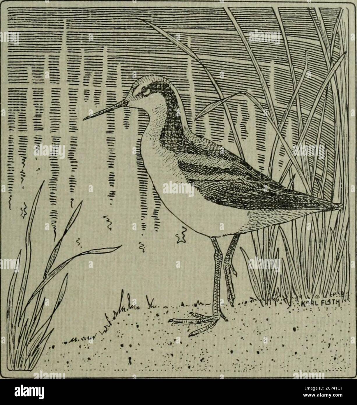 . Le bulletin Wilson . M.. LSM VOL. XXIX B E DEC, 1917ORGUE OFFICIAL DU CLUB ORNITHOLOGIQUE WILSON ET DE L'UNION DES ORNITHOLOGUES DU NEBRASKA (EN AFFILIATION) NO 101 NO. 4 I^ CE PÉRIODIQUE EST ENVOYÉ EN ÉCHANGE DE VOS PUBLICATIONS PAR LA BIBLIOTHÈQUE DU COLLÈGE OBERLTN OBERLIN, OHIO, U. S. A.les échanges devraient être traités comme ci-dessus CONTENU UN jour avec les oiseaux d'un marais Hoosier par Barton Warren Evermann 169-174 tenue des dossiers sur le terrain . . Par A. F. Gainer 175-177 l'épargne d'un étang, et la liste d'oiseaux qui en résulte par Howard C. Brown 177-182 oiseaux d'hiver au sujet de Washington, D. C. par W. L. McAtee, E. A. Preble, Banque D'Images