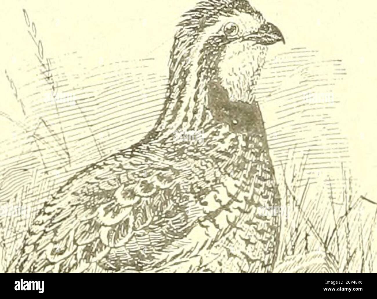 . Minerai d'oiseau . La migration des Parulines quinzième Livre. Illustré par Louis Agassiz Fuertes et Bruce Horsfall . . IV IV Cooke . 61 quelques suggestions pour les maisons d'oiseaux. Illustration IV C. Egan . 62 California Valley Partridge. Illustration ... ■ . .63 UNE brève classification générale des chansons des Parulines de bois de l'est de l'Amérique du Nord Gerald H. Thayer . 64 NOTES DE TERRAIN ET D'ÉTUDE .... 66 Our Robins Nest, illustré, Katharine S. Parsons; Bird Notes from a Florida Porch,Philip S Laurent; Shoot the Fyictor, J. C. Allen; A Tragedy, Lucy V. Baxter Coffin. NOUVELLES ET COMMENTAIRES 69 Cassinia; Wi Banque D'Images