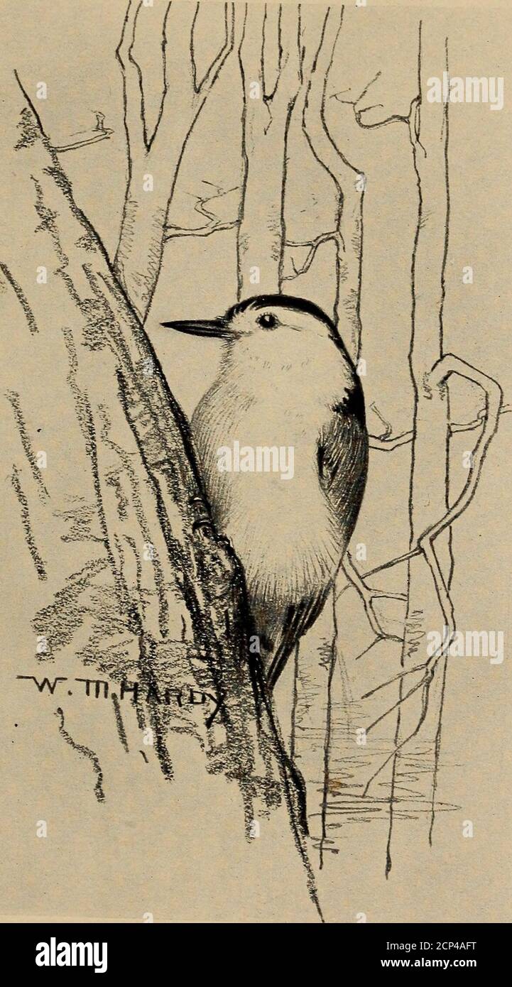 A Travers L Annee Avec Les Oiseaux Et Les Poetes Poemes Ier Je Sens Bien Que Tchere Une Terre Plus Lumineuse A Perdre De Laisser Les Ombres D Ete Voler Sur Toi