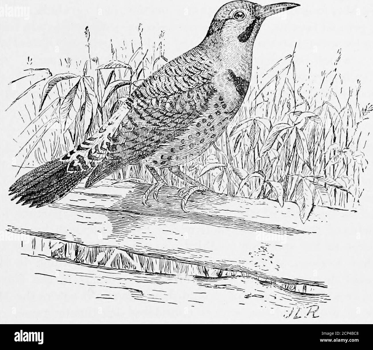 . Législation pour la protection des oiseaux autres que les oiseaux de gibier . Diagramme montrant les saisons ouvertes pour les colombes : la zone ombragée indique les mois pendant lesquels la prise de vue est autorisée. Les colombes se nourrissent en grande partie de graines, et un examen d'un attentablenumber de estomacs a montré que ceux-ci incluent des graines de FLICKERS nocifs. 17 mauvaises herbes, telles que pokeweed et plusieurs espèces des genres Lithosper-mum, Oxalis et Euphorbia. Dans certaines parties de la Californie, l'accounde se nourrir sur les graines de la mulléine de dinde (Eremocarpus setigerus) est si bien connu qu'un botaniste, sur la question de savoir comment il pourrait collectionner des graines de Banque D'Images