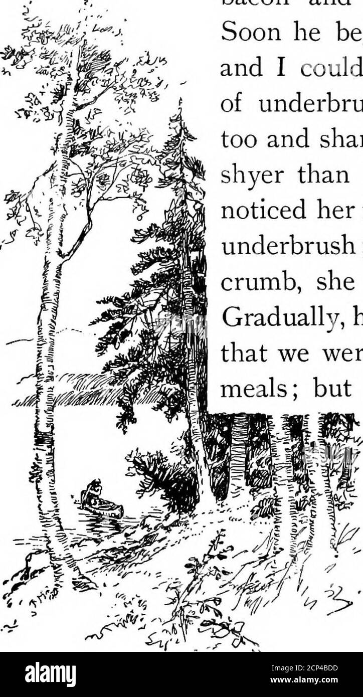 . Des fanons de l'air . e allumé sur le sol à proximité, et ^///oo/EEF a tourné sa tête latéralement pour nous regarder curi- ^jCiffk avec soin. Je lui ai lancé une grosse miette, que V6/ce ™^^^^ ^™ ^^^ m de loin; mais quand il pensait que nous ne le regardrions pas, il a volé en arrière, a touché, goûté, tout a mangé. Et quand je lui ai lancé une autre miette, il a désespéré de le rencontrer. Après qu'il est venu régulièrement aux repas, et regarde de manière critique sur l'assiette que j'ai placée à mes pieds, et de choisir et choosedaintily de l'Cracker et la truite et le bacon et porridge que je lui ai offert.bientôt il a commencé à prendre des morceaux avec lui, et je pouvais Banque D'Images
