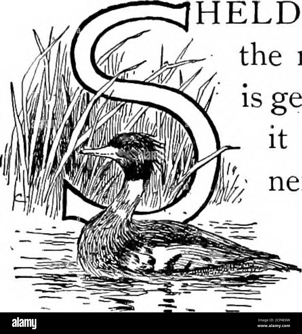 . Les fanons de l'air . /*3«^ TC j«*i 193 KWASEEKHO. IHELDRAKE, ou Shelbird, nom de l'île par lequel ce duckJ est généralement connu. Probablyit lui a été donné par des gens qui le voient seulement pendant l'hiver, quand il l'enconduit à manger des mus- ^ glands. Le nom de poisson-canard, qui un foyer, est beaucoup plus approprié. Thelong mince projet de loi, avec ses bords dentelés en ajustement l'un dans l'autre, comme les dents du piège d'oreille, juste calculé pour saisir et tenir les poissons de pêche, est assez de preuve quant à la nature de la nourriture des oiseaux, même si on ne l'avait pas vu pêcher sur les lacs et les rivières qui sont sa maison d'été. Banque D'Images