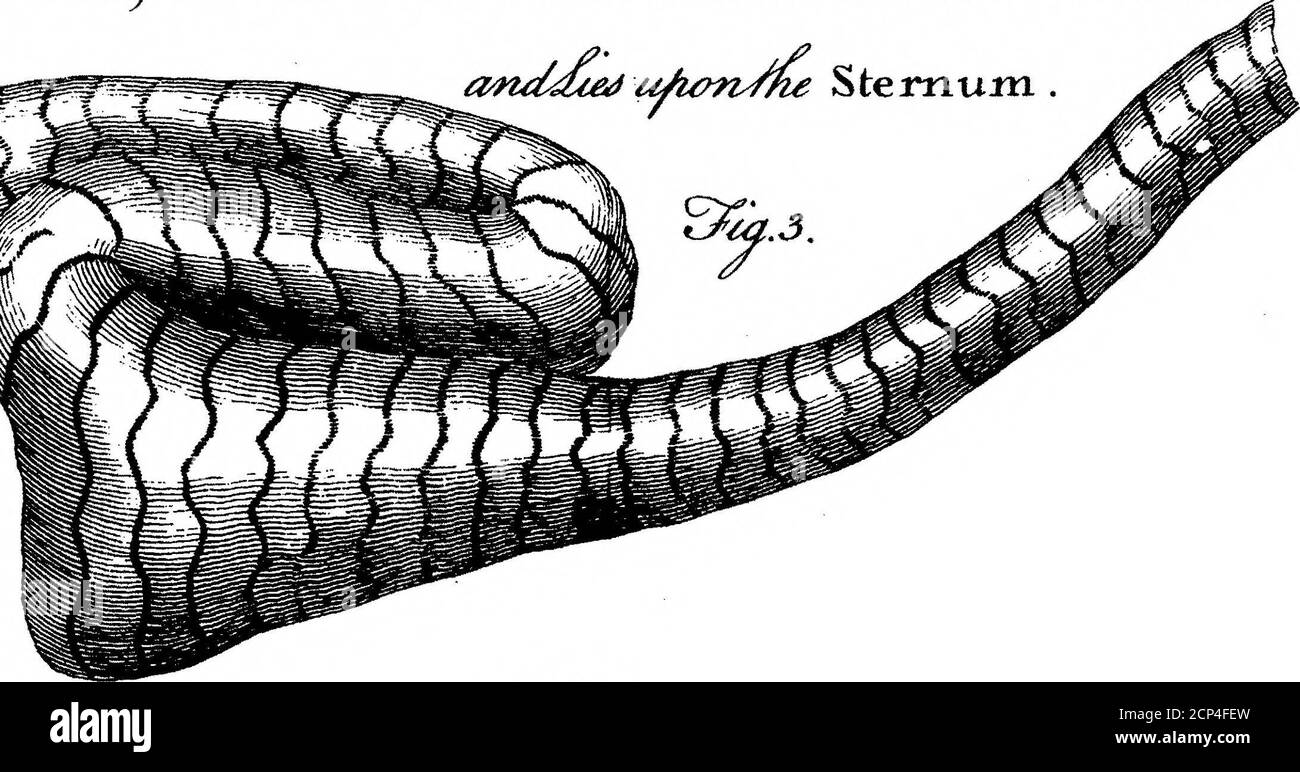 . Un compte de quelques avantages particuliers dans la structure des Asperae Arteriae, ou pipes de vent, de plusieurs oiseaux, et dans la terre-Tortue . limgjoaapy*/. .-. IfmtWmyf.*!.—** *n&gt; /J /ie/ra dix towta*. Banque D'Images