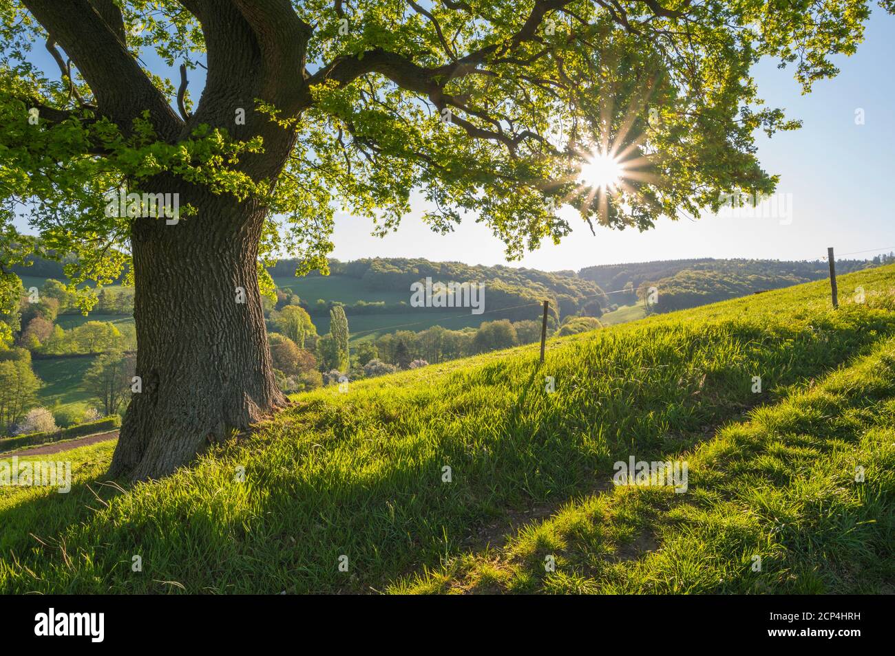 Chêne, pré, lever du soleil, printemps, Odenwald, Hesse, Allemagne Banque D'Images