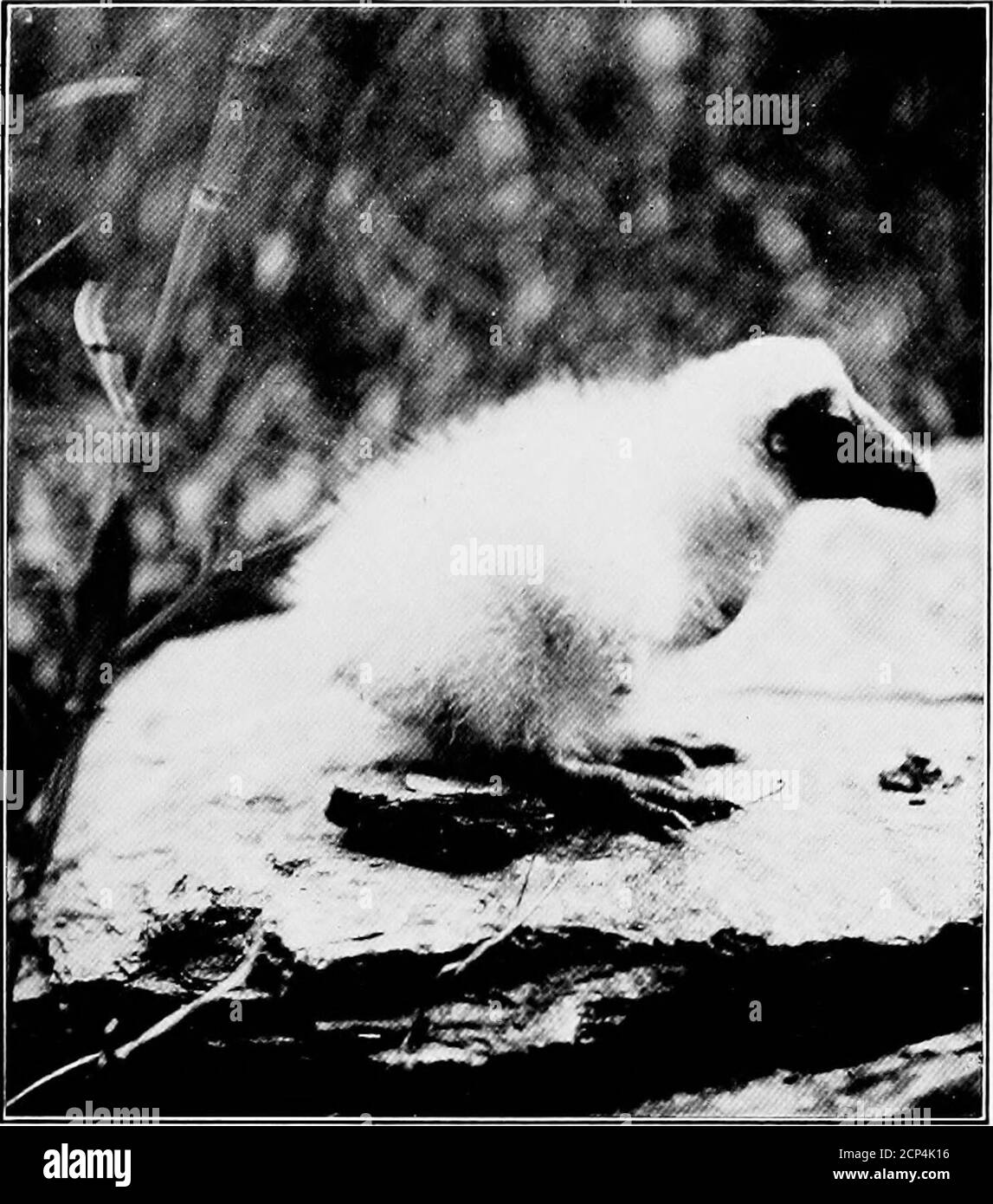 . L'ornithologie du comté de Chester, Pennsylvanie . Val. Réf. Club, ii, 1898, 21). Il y a aussi trois enregistrements de vue de Westchester : le 25 décembre 1907, par Ehinger (BD Lore, x,31); le 7 février 1909, par Jackson (Cass., xiii, 23); et le 25 décembre 1916, par Schmucker et Ehinger (Bd.Lore, xix, 23). 78. Buteo borealis borealis buse à queue rouge, gros faucon de poulet, faucon de poule, queue rouge. Tol-rab je résident commun, autrefois plutôt abondantpour un membre des Raptores. Il est digne de remarquer que le Dr Fisher a fourni des dossiers alimentaires de pas moins de 178 individus pris dans le comté de Chester, mostlydans les mois d'hiver entre 18 Banque D'Images