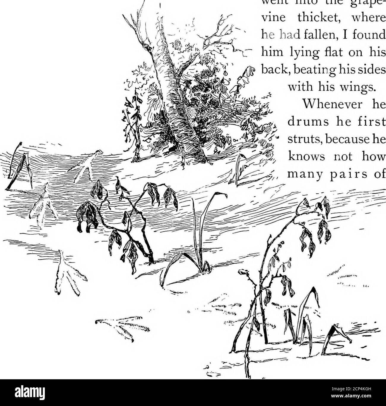 . Les têtes de l'air . orteils, comme le fait l'arooster quand il rabats ses ailes avant; rarement il s'est accrouillé près de la bûche; mais je doute s'il a battu le bois avec ses ailes, comme on le prétend souvent. Pourtant, les billes de thetwo étaient différentes; l'une était sèche et dure, l'autre moisie et de la mousse-grandient; et les appels de tambour étaient aussi différents que les doubles. Après un temps, j'ai pu dire par le journal de son qu'il utilisait au premier battement de ses ailes; mais, je pense, c'était une question de résonance 26, une sorte d'effet de tableau de sonorité, et non pas parce que les deux sonnaient différemment a^AE O/SEEC/i comme il les battait. L'appel est incontestable Banque D'Images