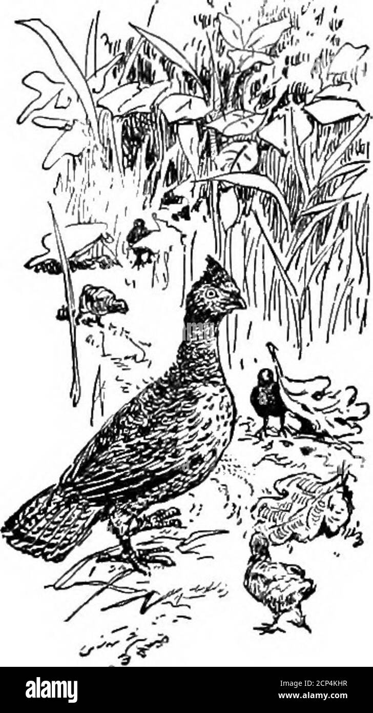 . Les fanons de l'air . e O/BeecA Je me suis élancé juste à l'intérieur du bord des bois,^Vafndge wither J'avais vu le dernier retard de la couvée 5^^ disparaître comme une traînée brune, et a commencé à les rechercher soigneusement. Après un temps Ifound un. Il était étruqué à plat sur une feuille de chêne mort, juste sous mon nez, sa couleur hidinghim merveilleusement. Quelque chose de garatait dans l'angle des racines sombres. C'était un oeil; et actuellement je pouvais faire un peu de tête là.c'était tout ce que je pouvais trouver de la famille, cependant.„ , une douzaine de plus étaient près de moi, sous les feuilles la plupart du temps. Comme je suis reculé, je me suis mis la main sur un autre avant de le voir, Banque D'Images